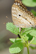 Foto: Farfalla - (Anartia jatrophae linnaeus) Farfalla - (Anartia jatrophae linnaeus)