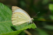 Foto: Farfalla - (Ascia monuste) Farfalla - (Ascia monuste)