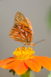 Foto: Farfalla - (agraulis vanillae - passion butterfly) Farfalla - (agraulis vanillae - passion butterfly)
