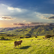 Photo: Cow In The Green Valley At The Sunset Cow In The Green Valley At The Sunset