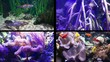 Aquarium