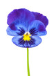 Violet flower