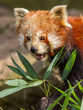 The Red Panda, Firefox or Lesser Panda