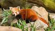 The Red Panda, Firefox or Lesser Panda