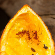 Leaf cutter ant