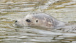 Grey seal swimming
