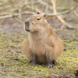 Capybara (Hydrochoerus hydrochaeris)