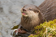 Foto: Close-up of an otter eating fish Close-up of an otter eating fish