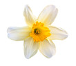 narcissus flower