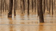 The spill rivers flood in the woods. 