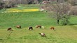 Pferde auf einer grünen Wiese in Spanien