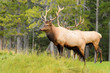 Photo: Rocky Mountain Elk Rocky Mountain Elk