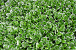 Photo: the water hyacinth the water hyacinth