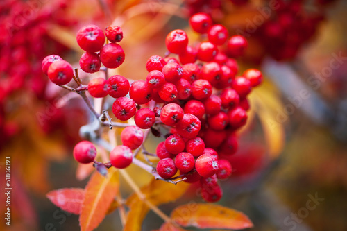 Photo: Colors of autumn Colors of autumn