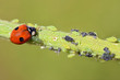 Macro of ladybug (Adalia bipunctata) eating aphids on stem
