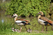Egyptian Geese and chicks