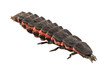 Firefly female larva species nyctophila reichii