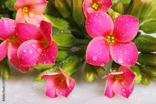 Photo: Gocce d'acqua su boccioli e fiori di Kalanchoe Gocce d'acqua su boccioli e fiori di Kalanchoe