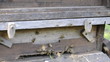 Bienenstock