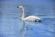 whooper swan swimming