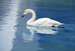 whooper swan aquatic bird