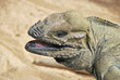 Reptil head