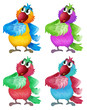 Four colorful parrots