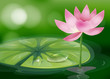 A pink flower at the pond