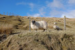 Scottish black face sheep.