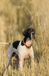Photo: Pointer Pointer