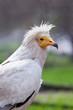 Egyptian Vulture (Neophron Percnopterus), vulture