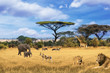 safari in Africa, collage