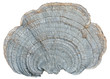 Mushroom (bracket-fungus) 4