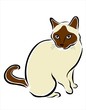 gato siames