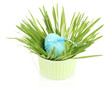 Easter egg in bowl with grass on table isolated on white