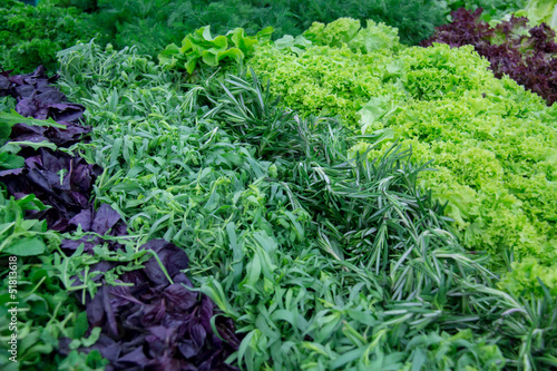 Photo: Fresh greens and lettuce on the counter market. Fresh greens and lettuce on the counter market.