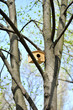 wooden birdhouse on the tree