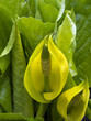 Gunnera