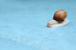 Kriechende Schnecke