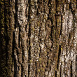Tree Bark Texture Background