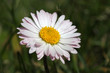 paquerette