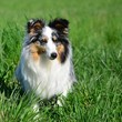 JEUNE SHETLAND A ROBE MERLE