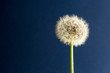 Taraxacum officinale
