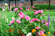 Photo: Blossoming flowerbeds in the park Blossoming flowerbeds in the park