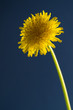 Taraxacum officinale