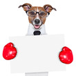 boxing banner dor
