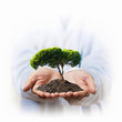 Green tree