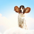 Dog-aviator wearing a helmet pilot. Collage