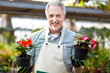 Florist in a greenshouse holding flower pots