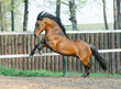 Foto: wild stallion wild stallion